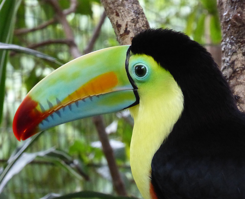 American Holidays Toucan