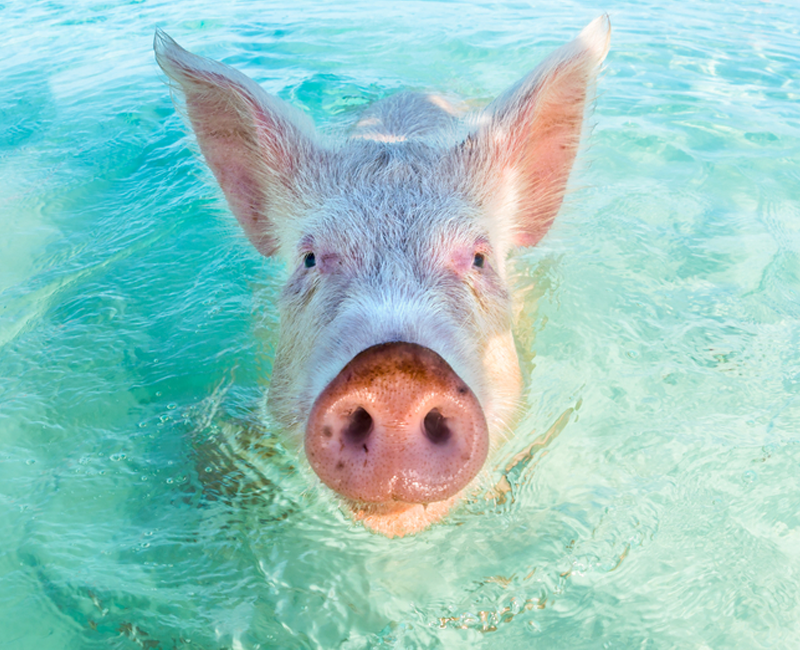 Swimming Pig Swimming Pig