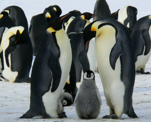 Emporer Penguins in Antarctica
