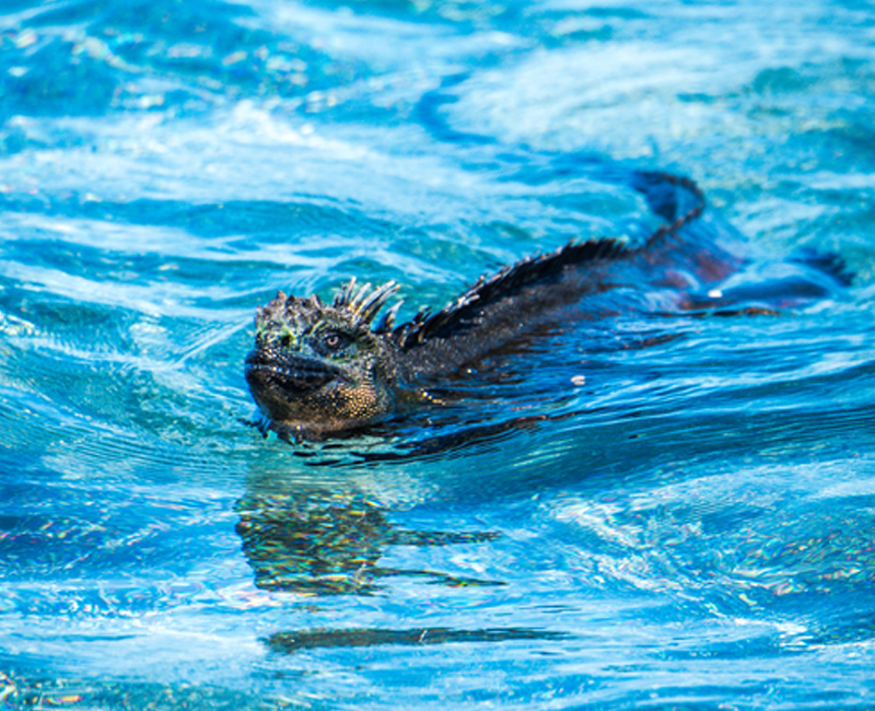 swimming iguana