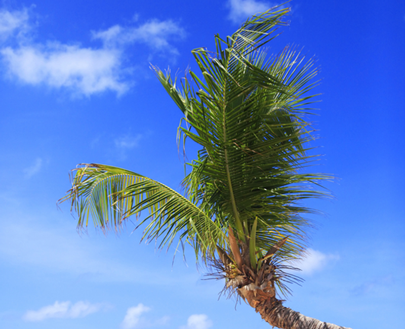 4 Palm Tree