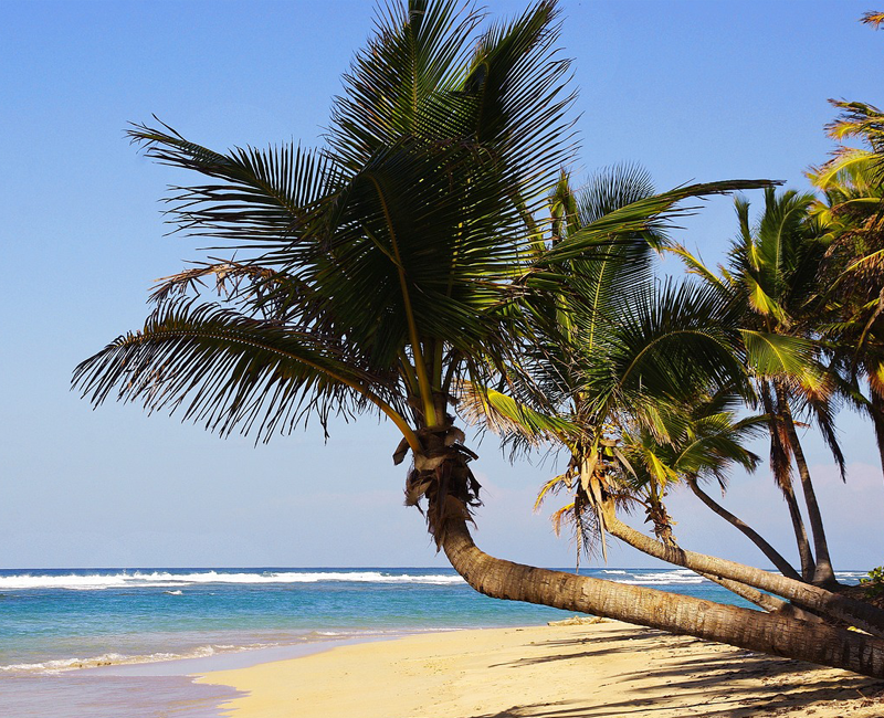 Wind Swept Palm Trees Wind Swept Palm Trees