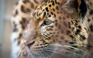 Leopards