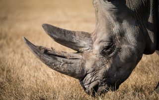 Rhinoceros