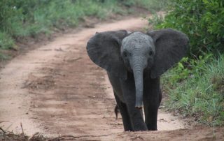 Young Elephant